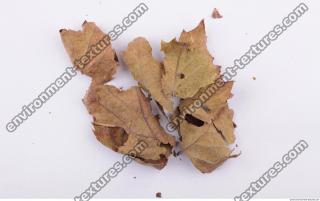Leaves Dead 0059
